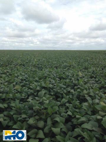 Fazenda Venda no Oeste Baiano Barreiras BA e outras Regiões Soja - Foto 7