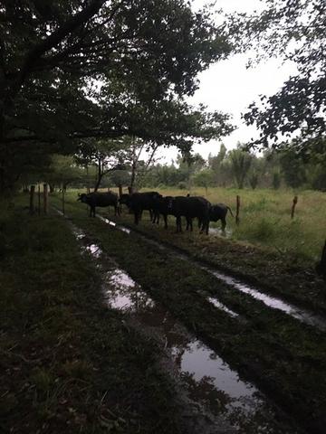Fazenda - Foto 12