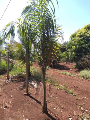 Palmeira imperial - Foto 4