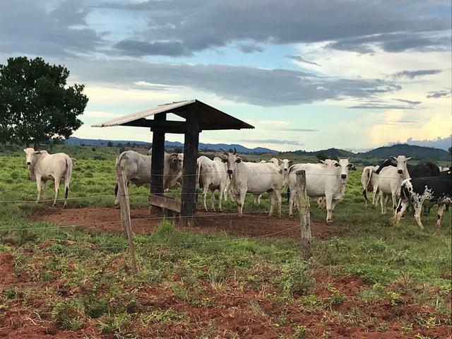 Fazenda em Itamaraju. 5 mil hectares - Foto 5