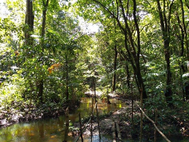 50 hectares a 50 km de Castanhal por 350 mil reais zap * - Foto 2
