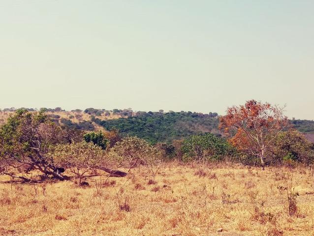 Fazenda de 51 alqueires para pecuária na região de Ipameri GO - Foto 2