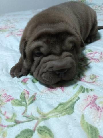Sharpei - Foto 3