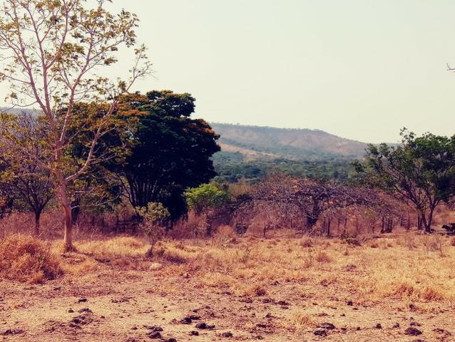 Fazenda de 51 alqueires para pecuária na região de Ipameri GO - Foto 8
