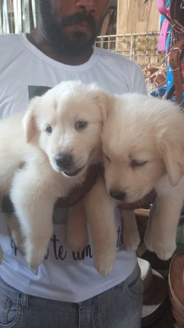 Labrador com chow chow | +10000 anúncios na OLX Brasil