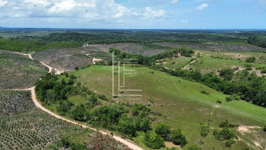 Excelente fazenda 100% cercada toda no pasto e com 55 hectares em Ipioca