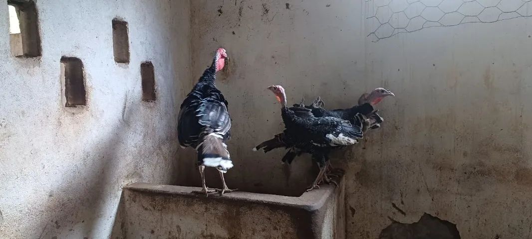 Perus 1 macho e 3 fêmeas com 5 meses - Foto 5