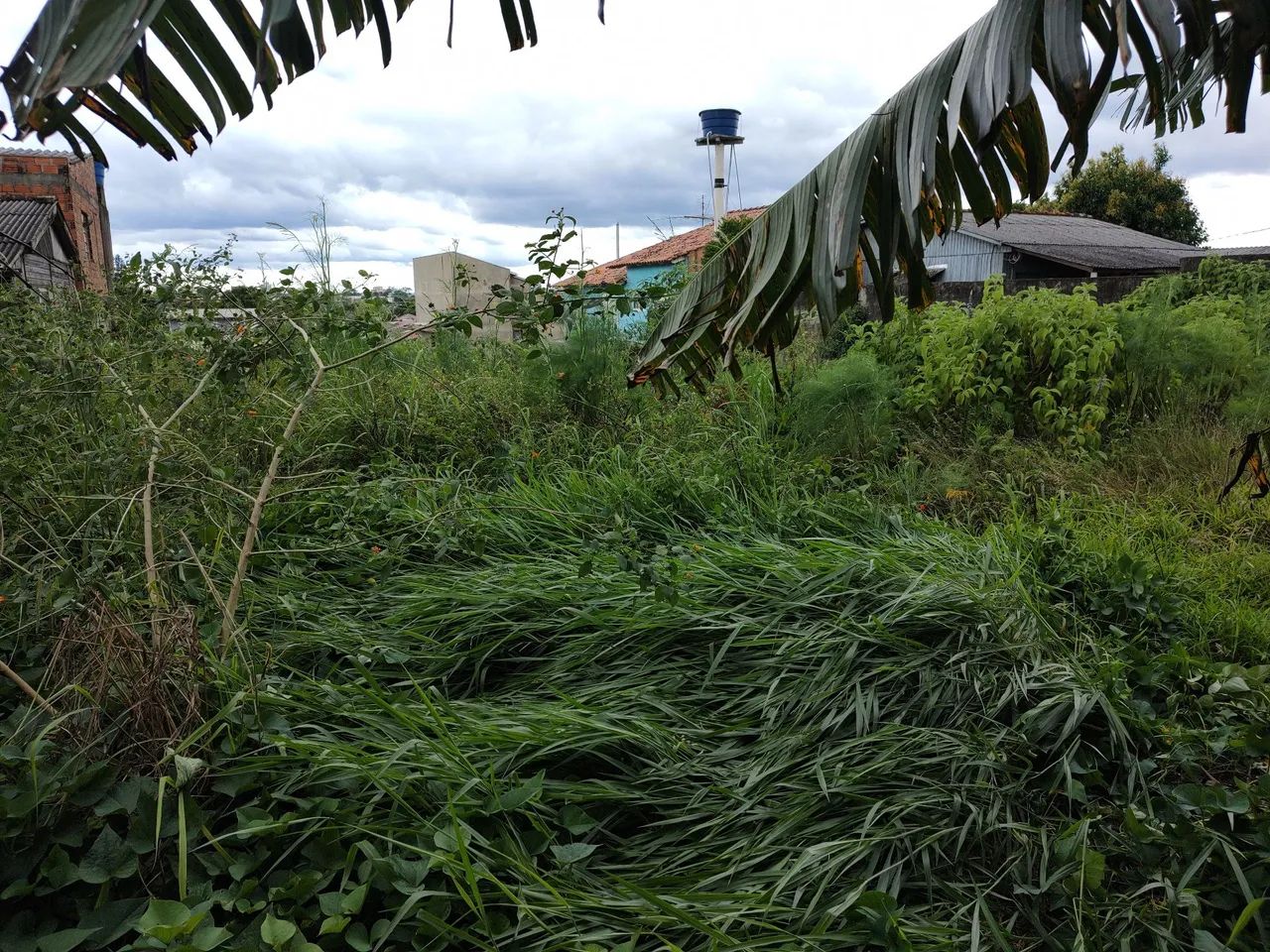 Jardinagem  - Foto 2