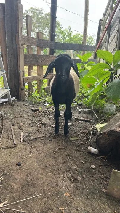 Ovelhas a venda - Foto 3