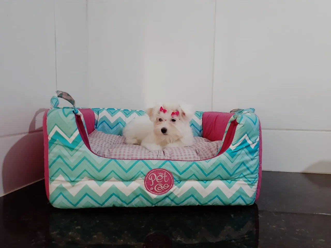 Filhotes de Maltês top
