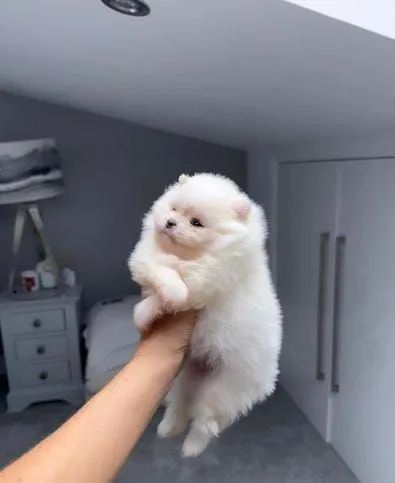 Spitz alemão Lulu machos e fêmeas disponíveis  - Foto 3