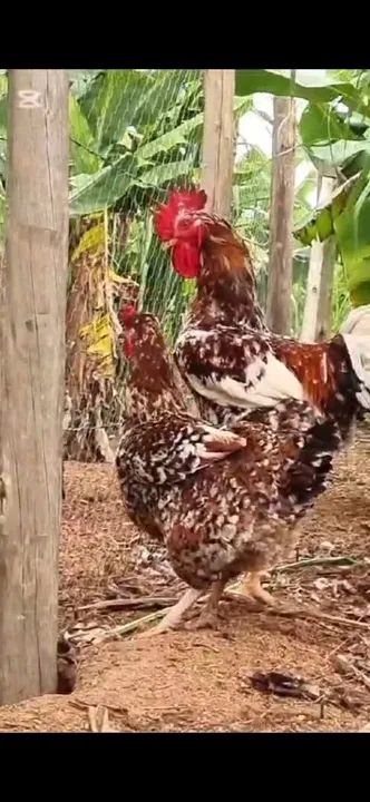 GSB, Ovos Galados no Vale do Paraiba - Foto 3