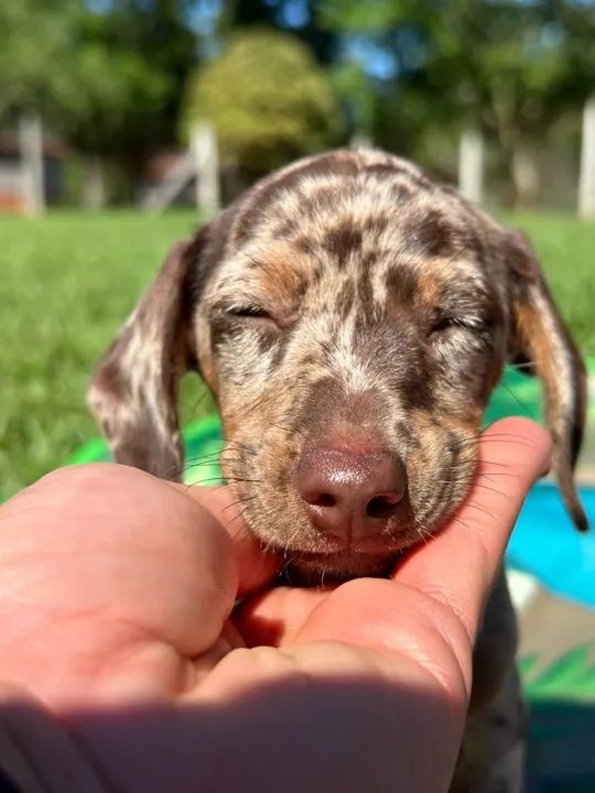 Filhotes porte mini  - Foto 2