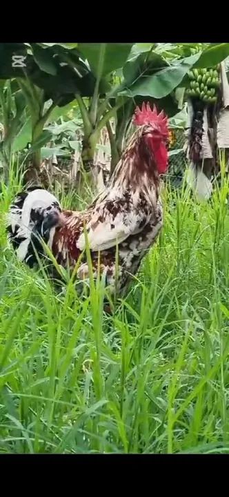 GSB, Ovos Galados no Vale do Paraiba - Foto 4