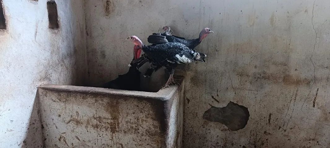 Perus 1 macho e 3 fêmeas com 5 meses - Foto 4