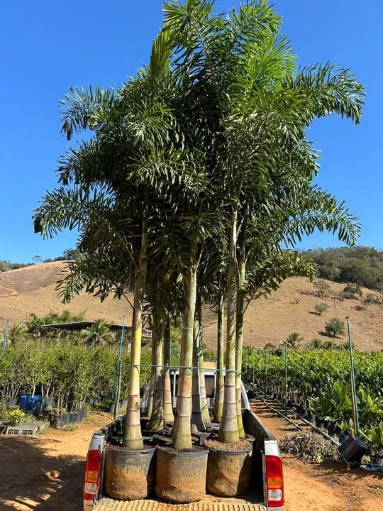 Mudas de palmeiras variadas semi adulta