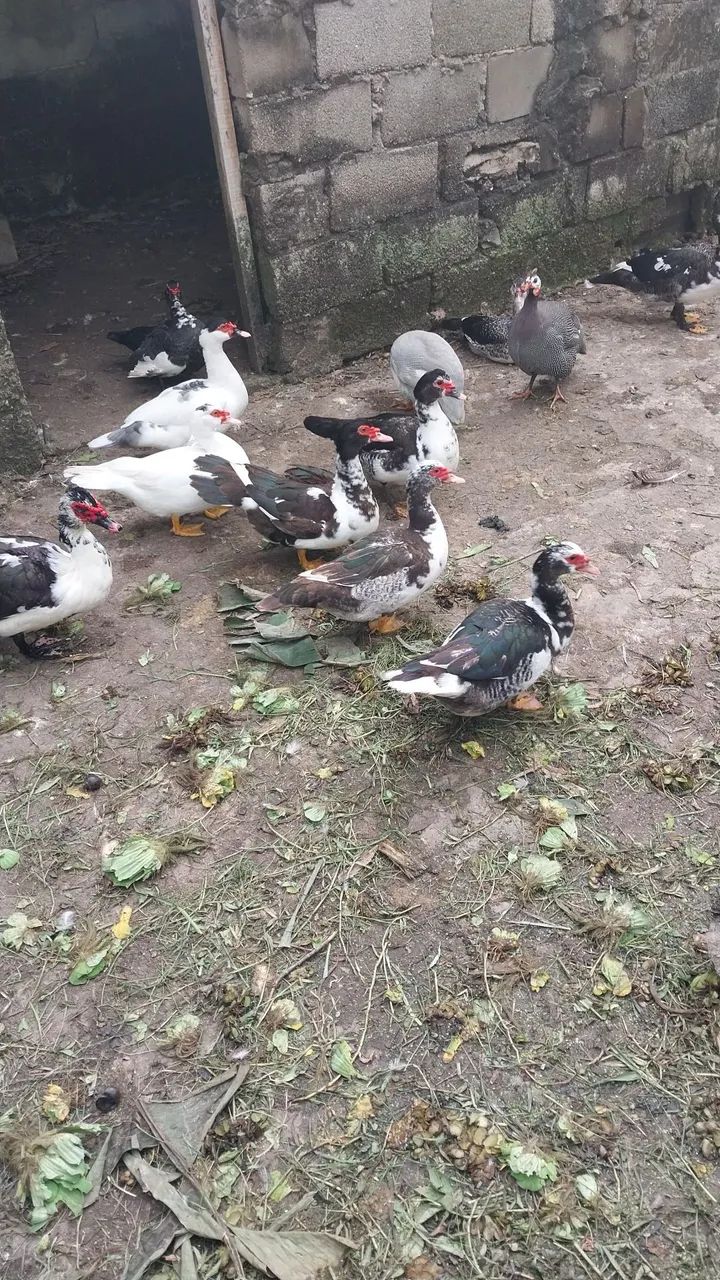 Vendo PATOS E PATAS
