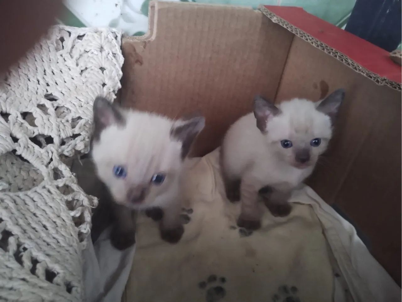 Doa-se gatinhos - Foto 5