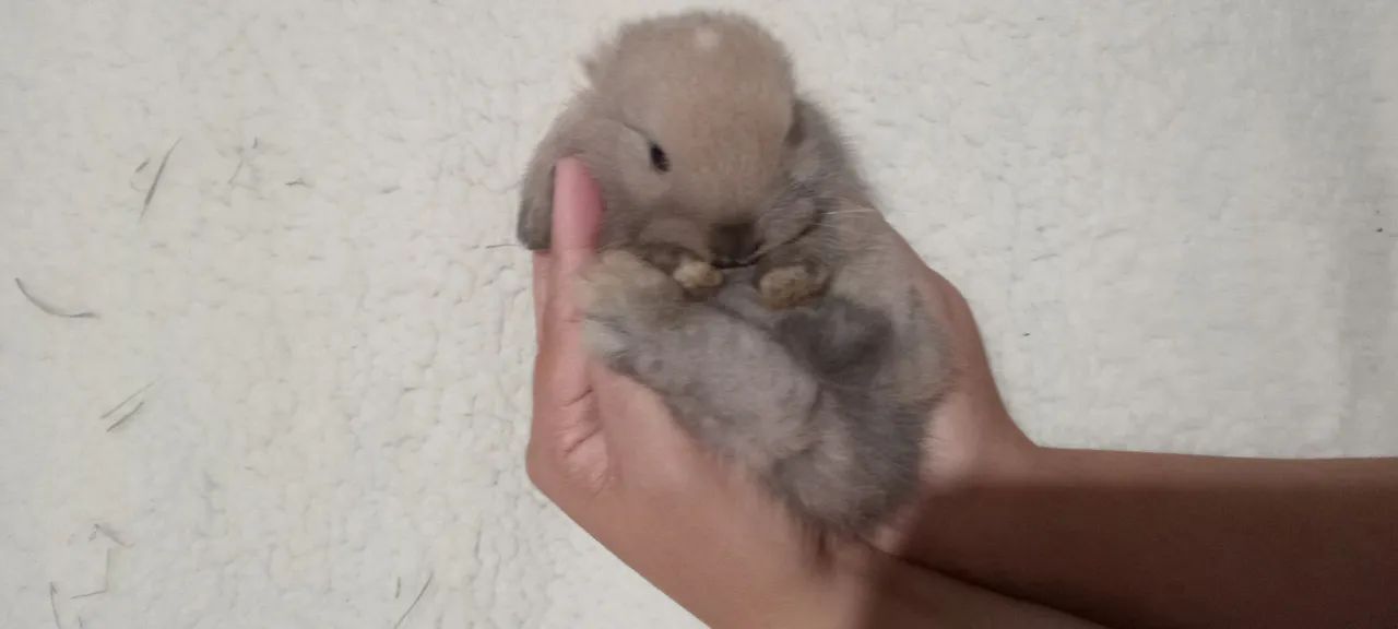 Mini Coelhos - Foto 4