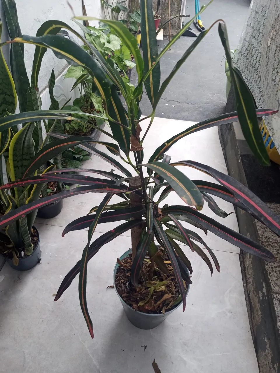 Plantas diversas  - Foto 5