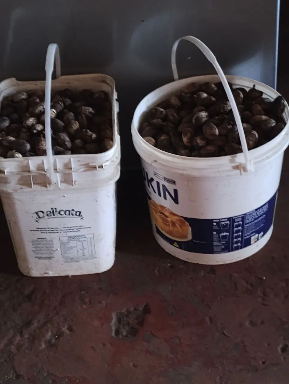 Vendo Cumarú 100 reais a lata de 15 kilos. Muda de cumarú 15reais a muda. - Foto 2