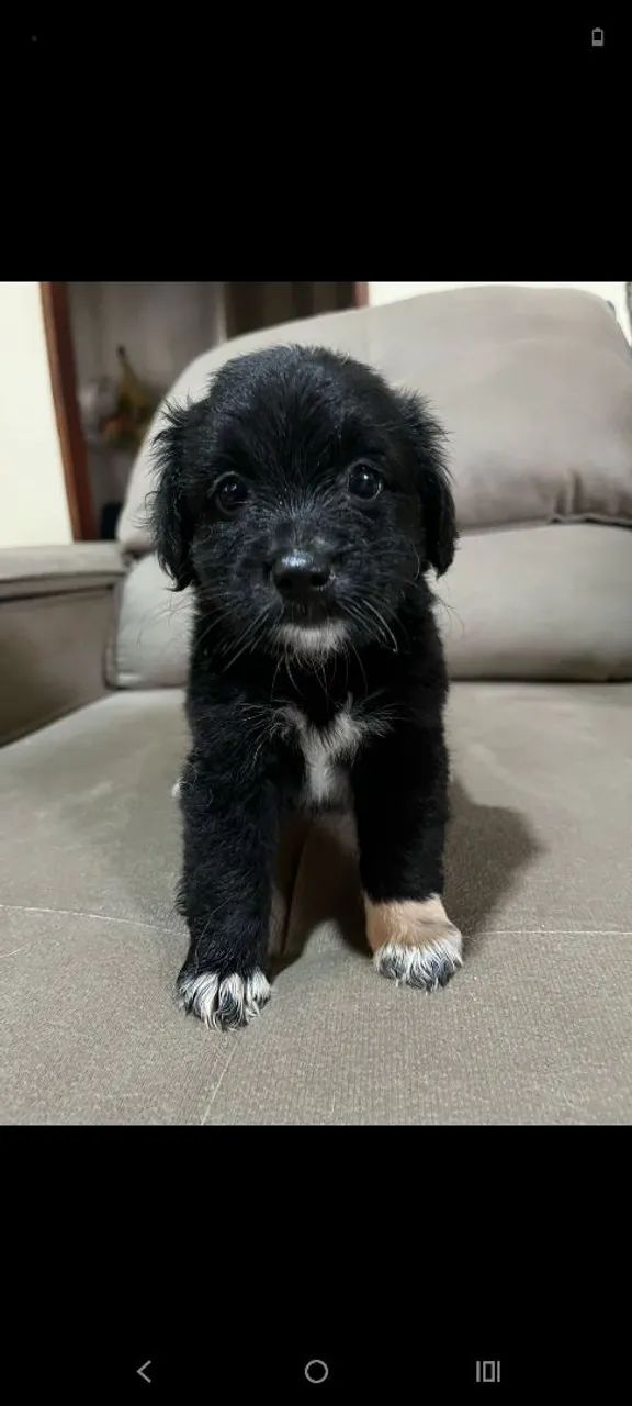 Filhote de cachorro