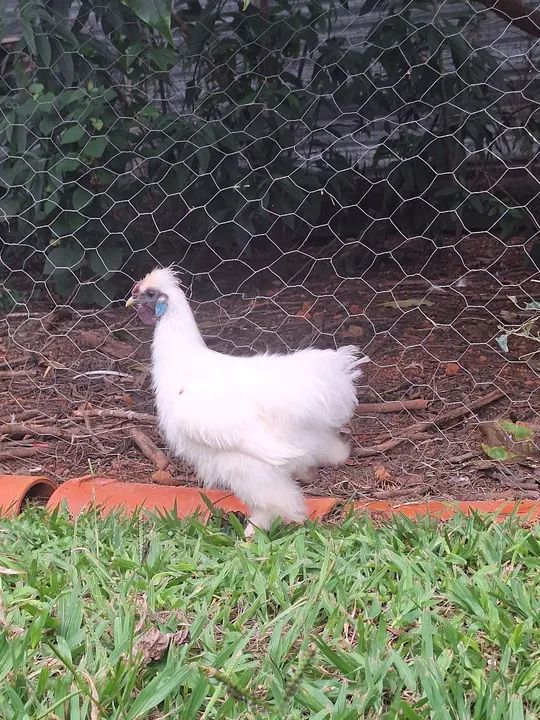 Galo da raça sedosa do Japão. - Foto 4