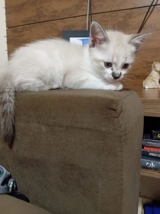 Gatinhos pra adoção responsável 