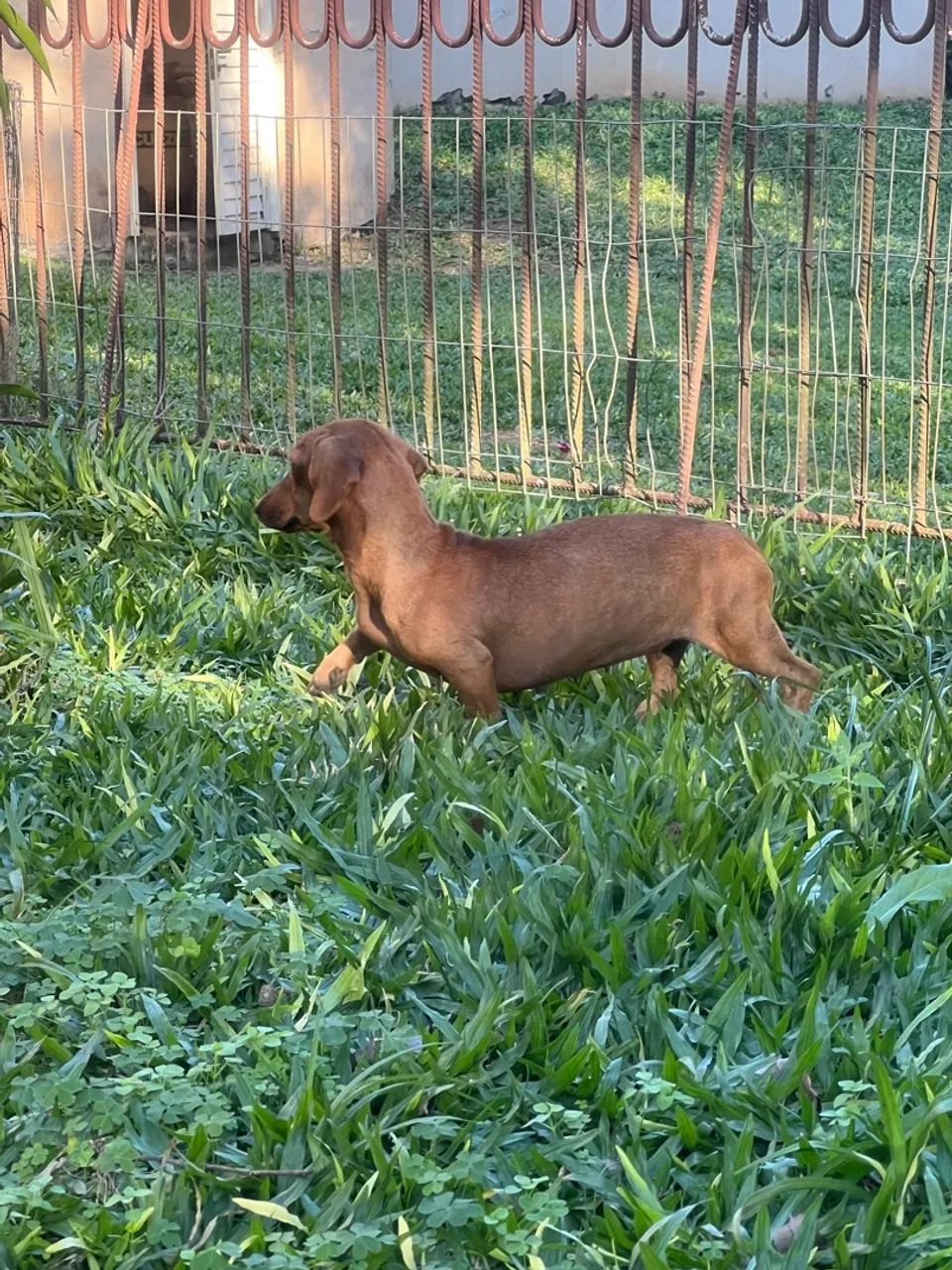 DACHSHUND FÊMEA ANÃ/KANINCHEN COM PROCEDÊNCIA  - Foto 3