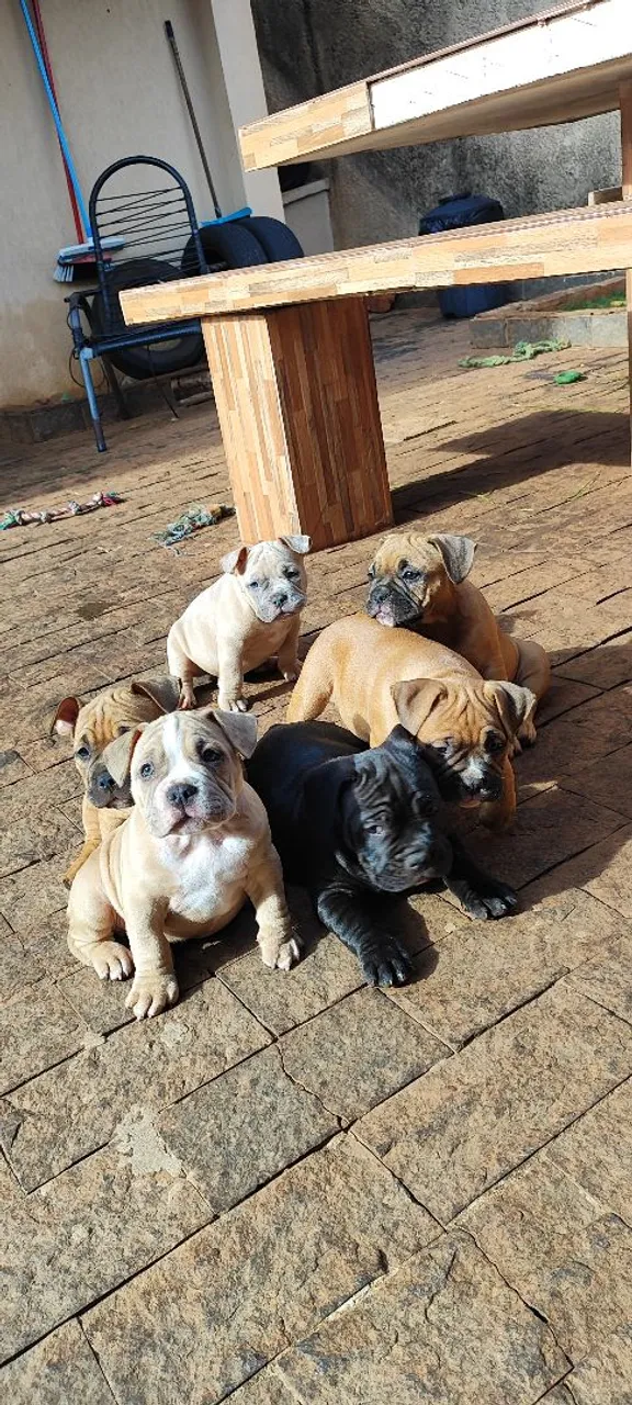 Filhotes de American Bully com pedigree