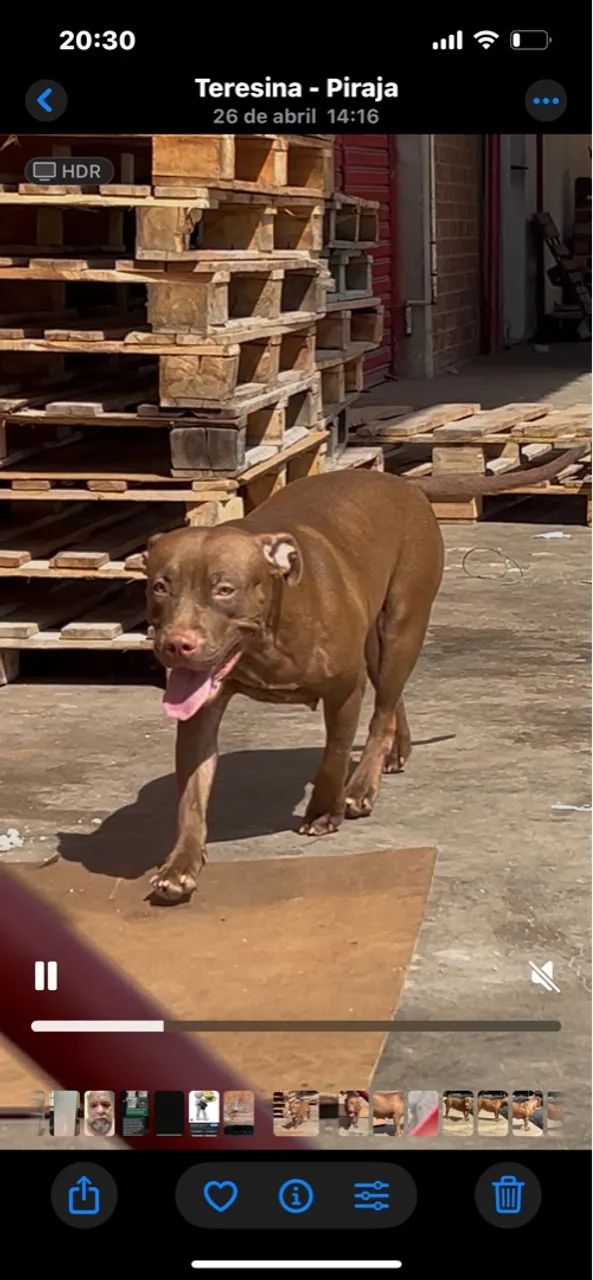 Pit Bull fêmea 10 meses à venda - Foto 4