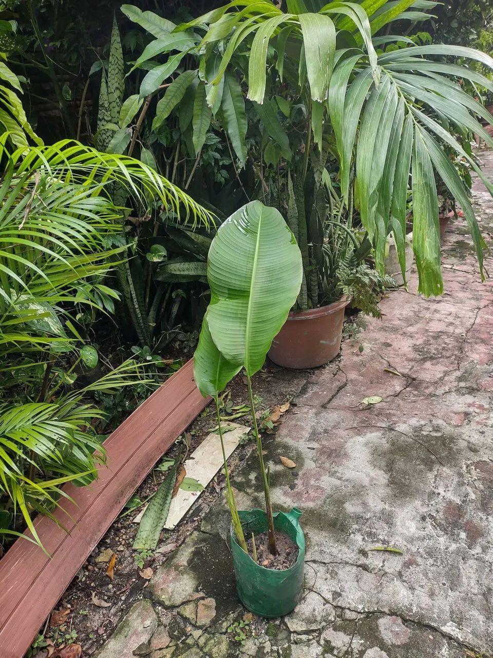 Linda planta Para decoracões - Foto 5