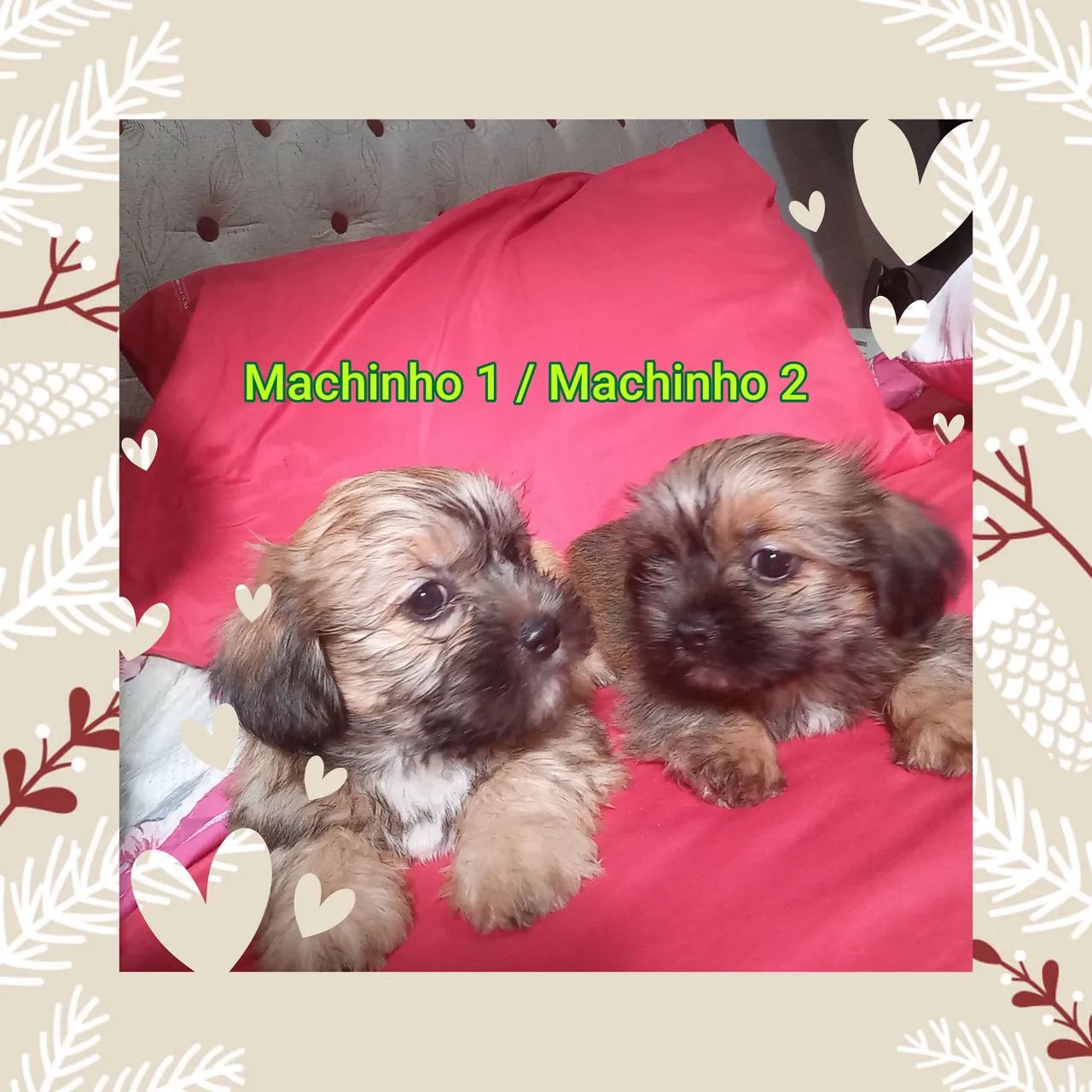 Filhote MACHINHO de shitzhu - Foto 4