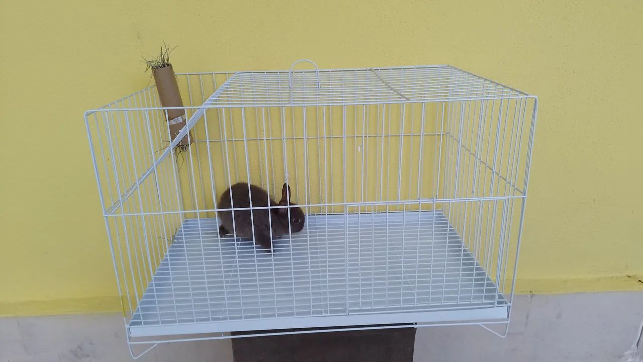 Coelho Mini Netherland  - Foto 2