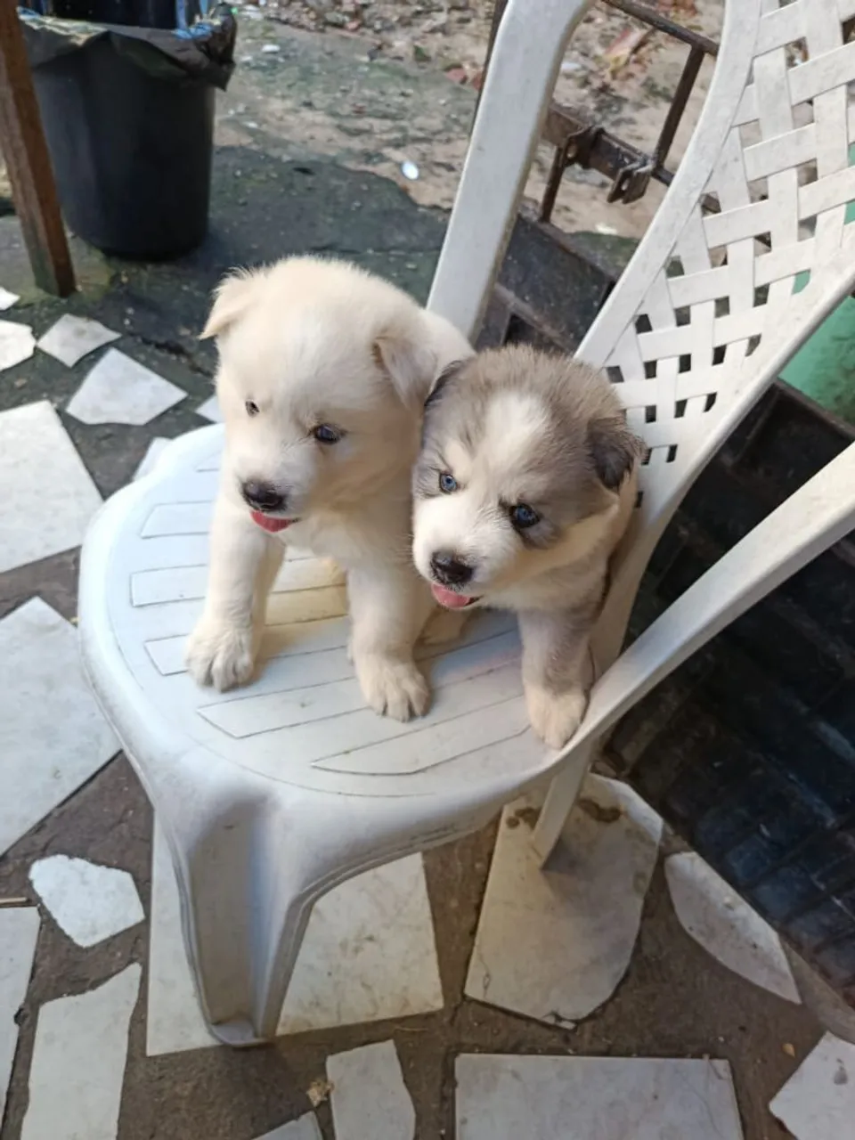 Filhotes de Husky Siberiano para vender macho 1.000 fêmea 1.200