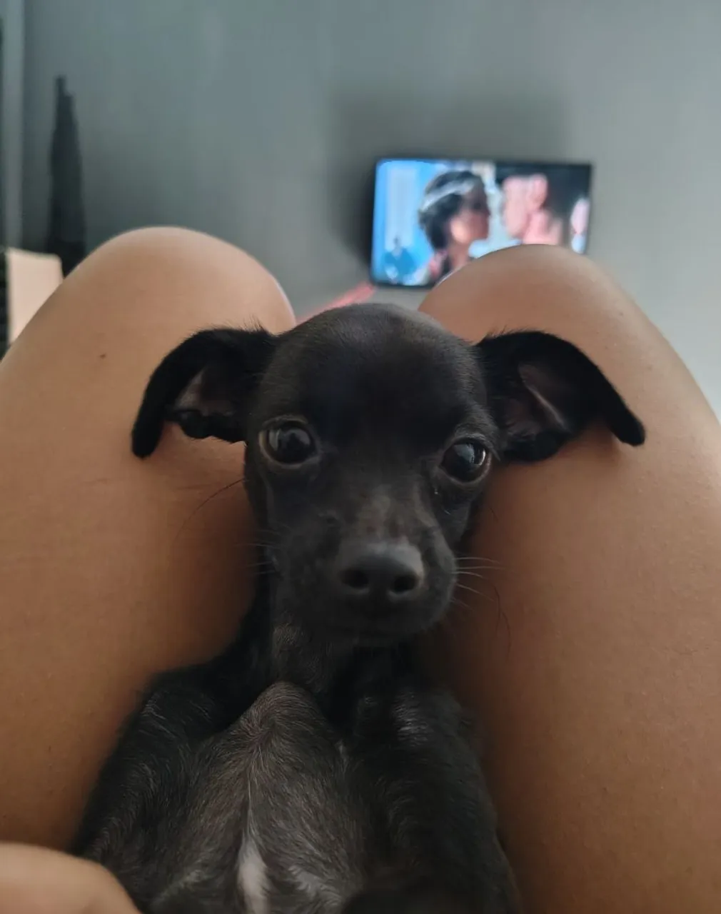 Filhote de pinscher