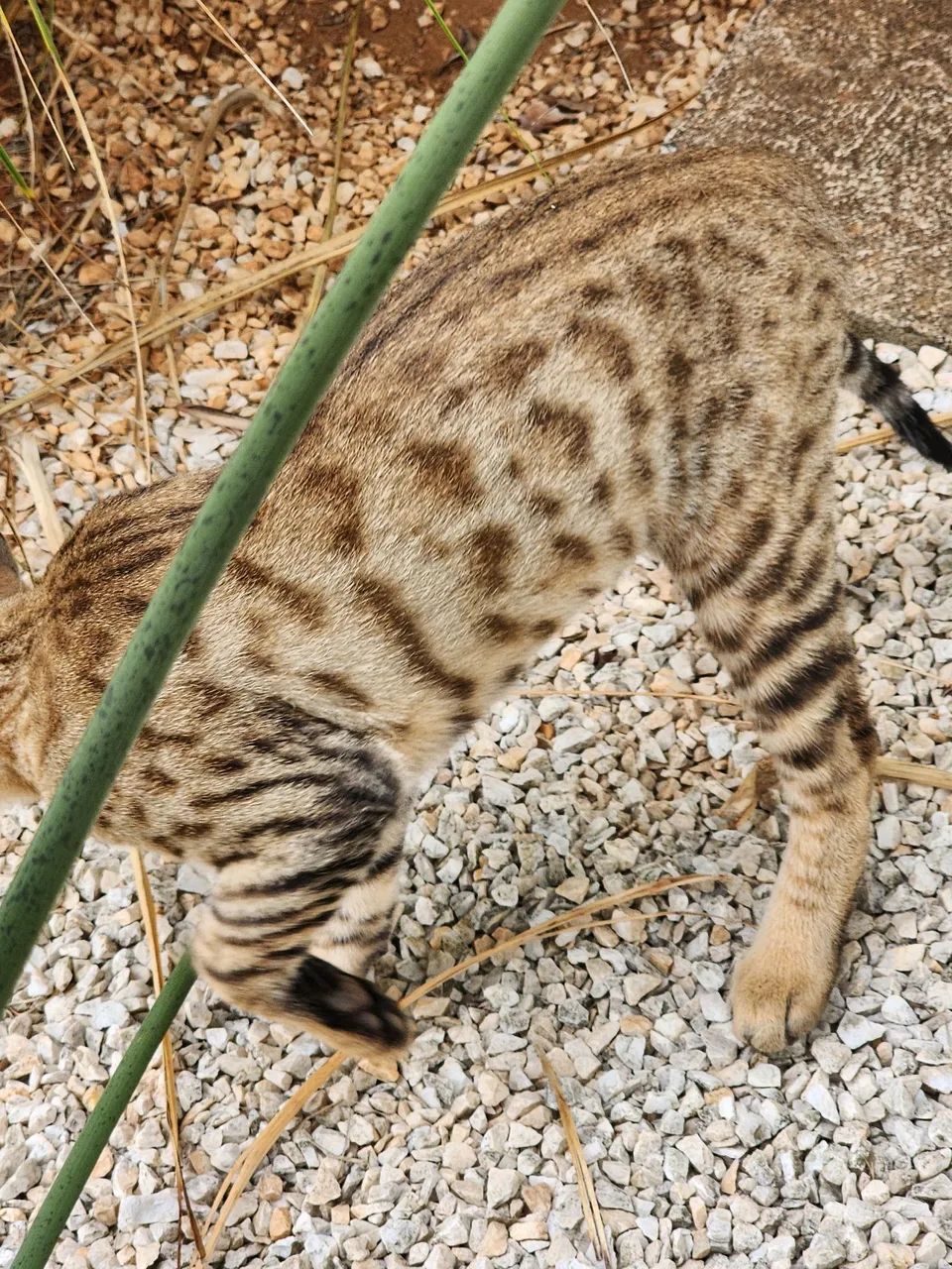 Gato Bengal filhote - Foto 3