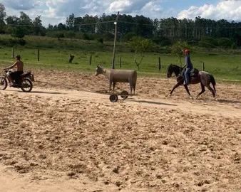Égua Dom Firmino Pantera - Foto 3