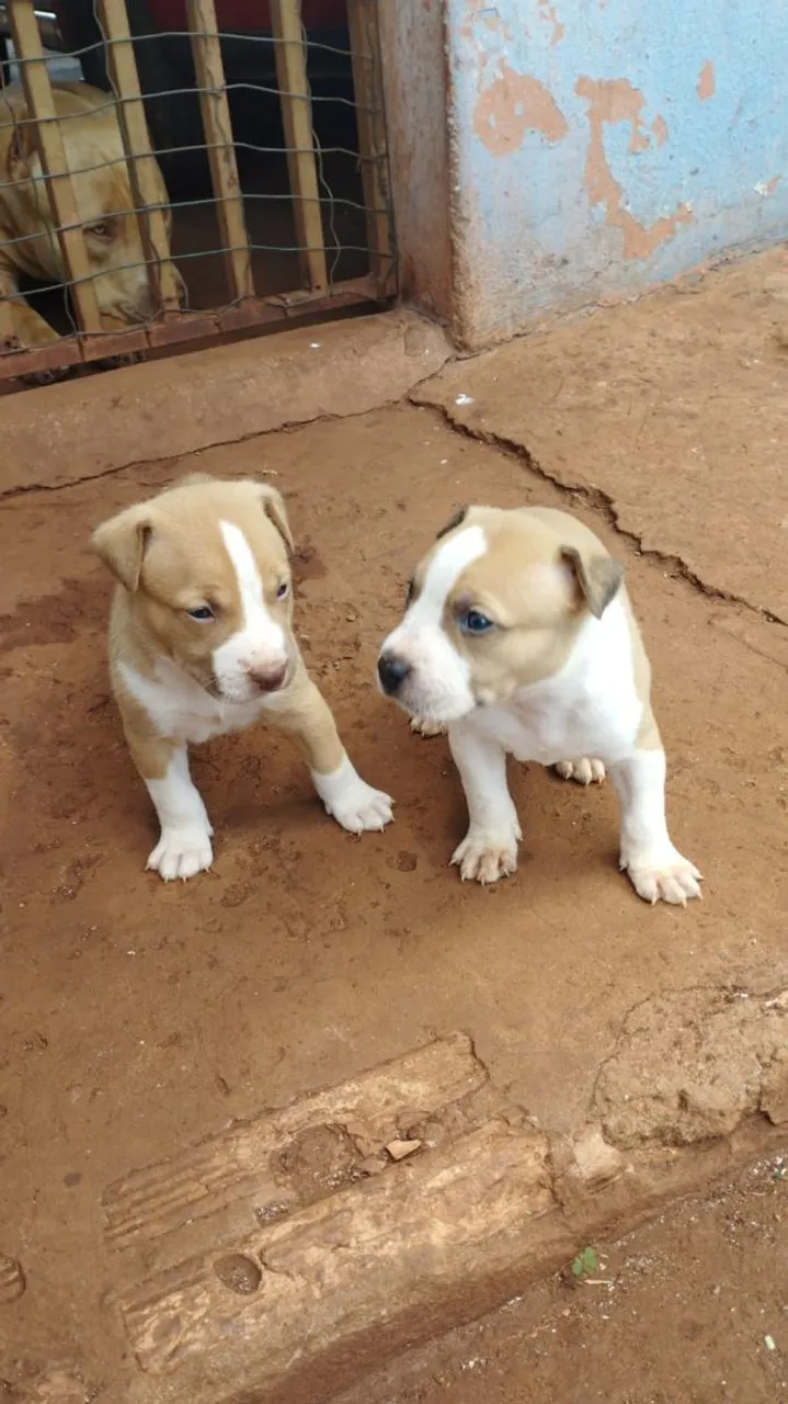 Cachorros filhotes fe