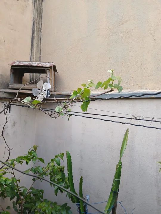 Muda de planta pitanga vermelha e Uva as duas produzindo - Foto 6