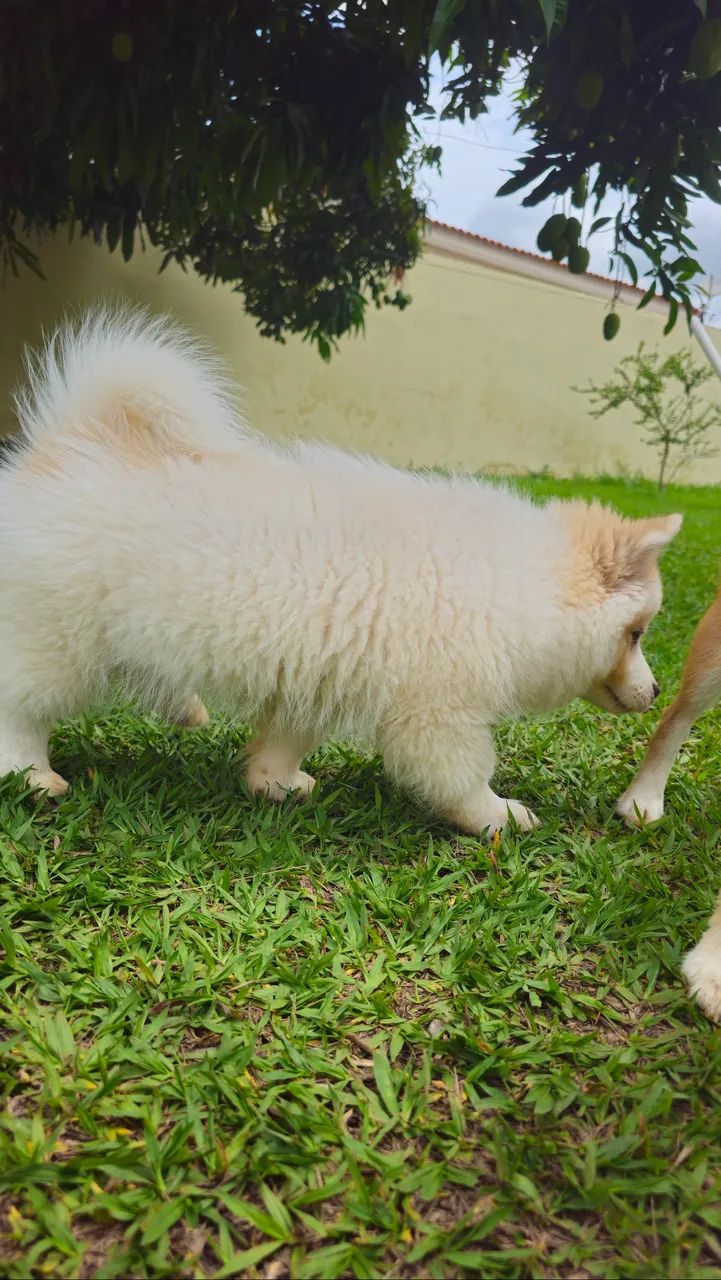 Filhote de Pomsky - 3 meses  - Foto 3