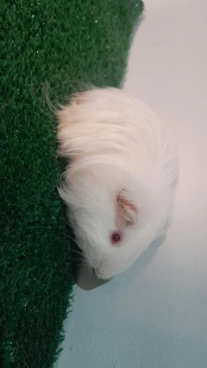 Porquinhas da india femea  - Foto 2