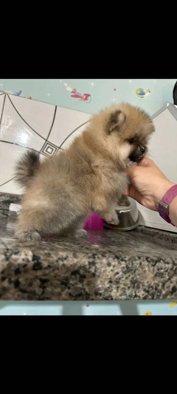 Filhote de Spitz Alemão