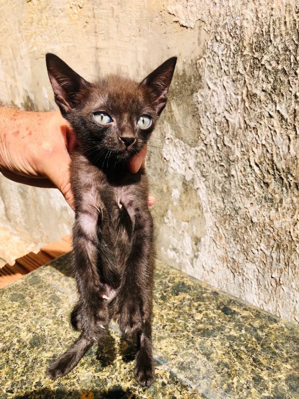 Estou doando esses três lindos gatinhos, na cidade de Cuiabá - Mato Grosso. - Foto 3