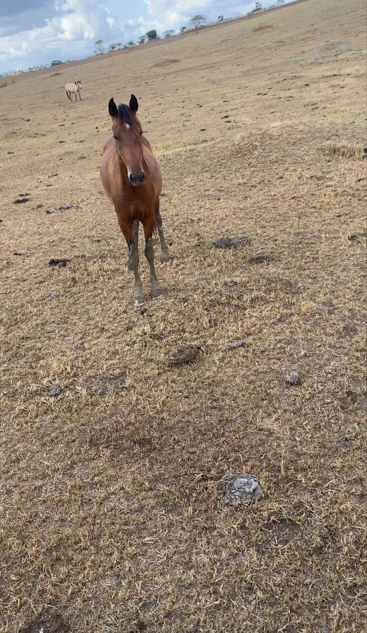 Pordo mangalarga  - Foto 3