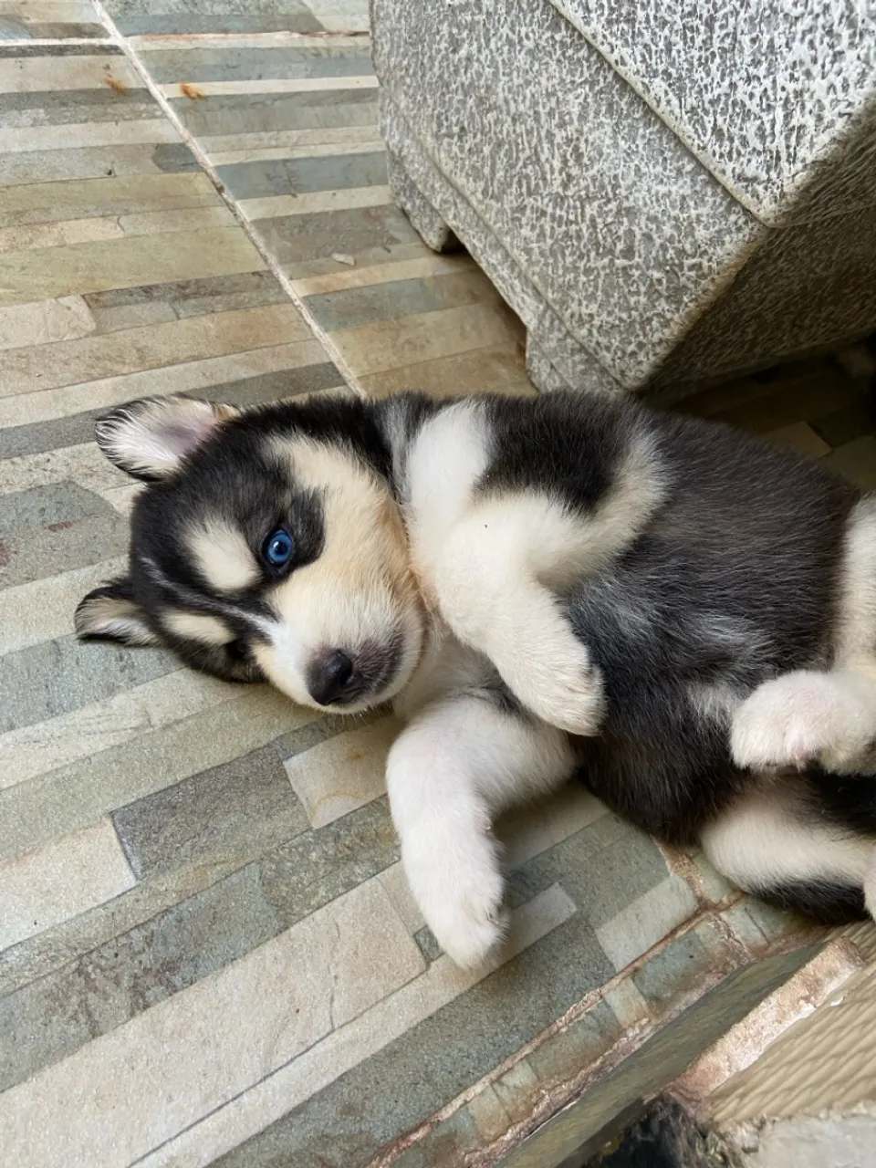 Filhote de Husky Siberiano