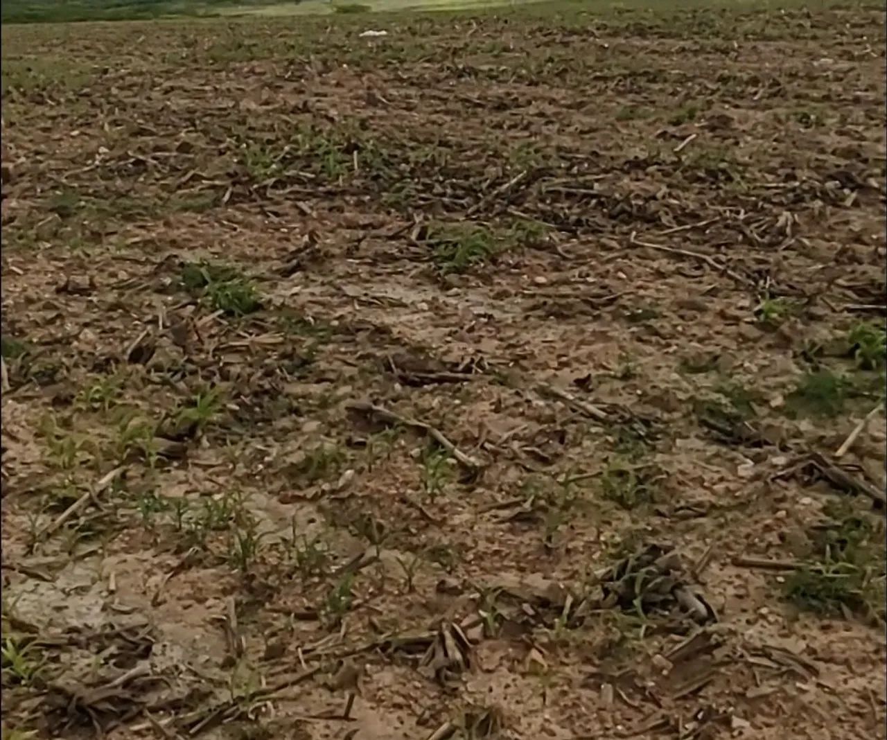 FAZENDA À VENDA (2.900 tarefas) - Foto 4