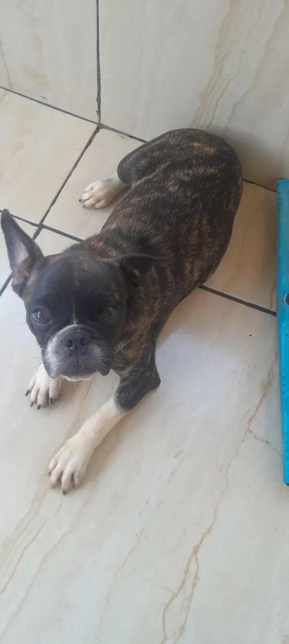 Filhote de Bulldog Francês feminina está com 5 meses 