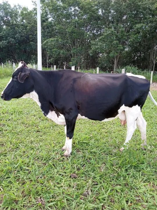 Vacas de leite - Foto 2