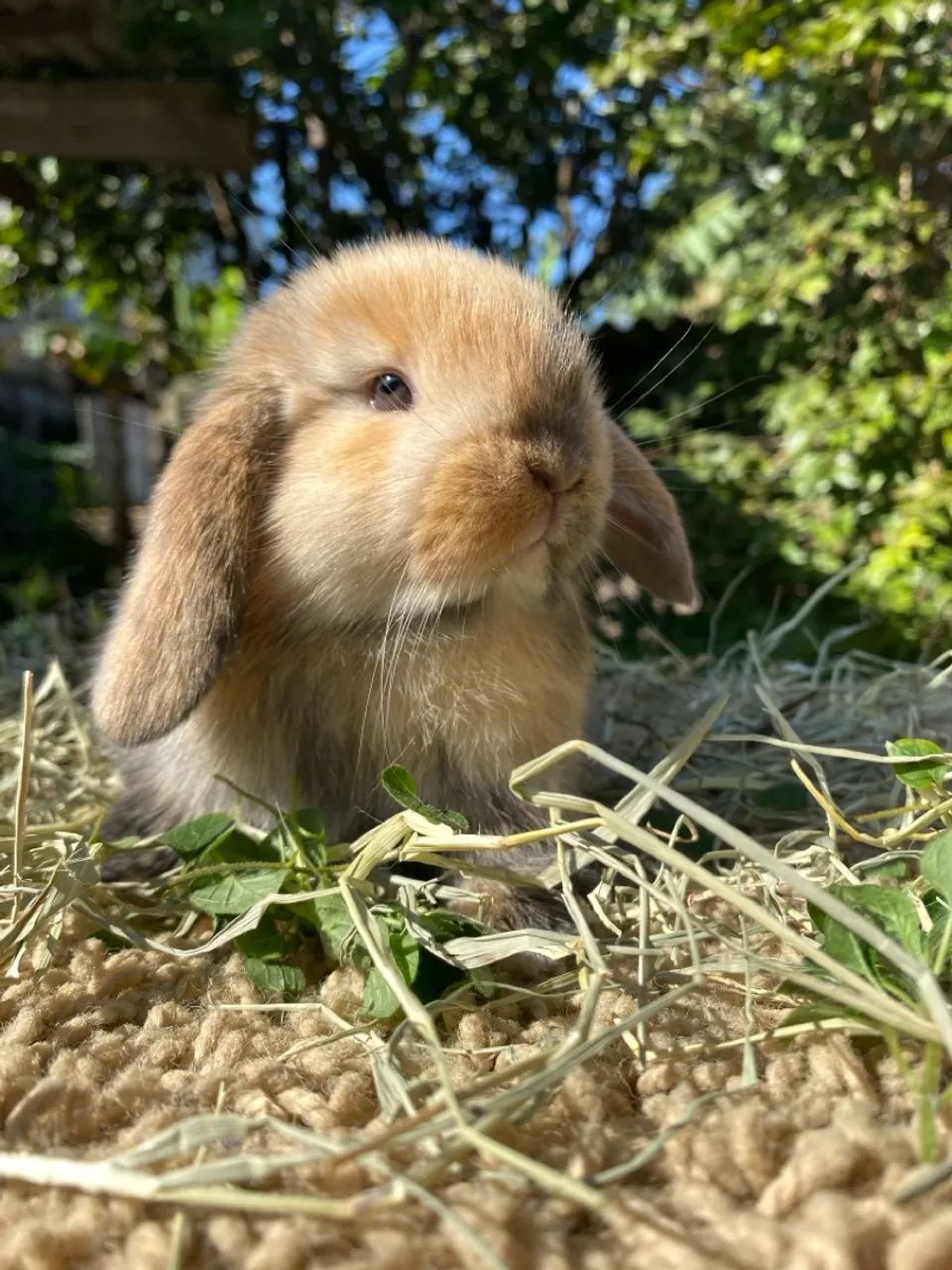 Mini Lop Uruguaio coelho